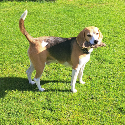 A beagle dog eating a beef skin on green grass.