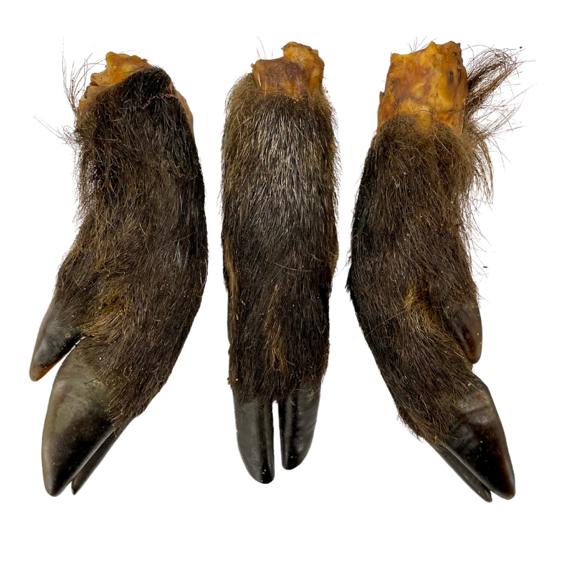 British Wild Boar Leg - Long Lasting Natural Treat & Dog Teeth Cleaner