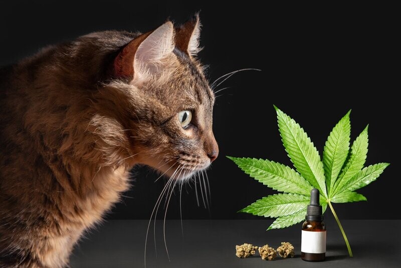 CBD für Katzen