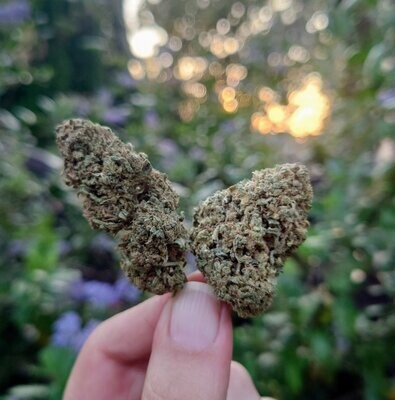 CBD Blüten
