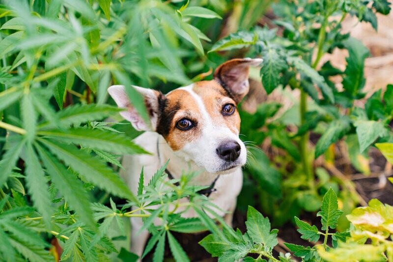 CBD für Hunde
