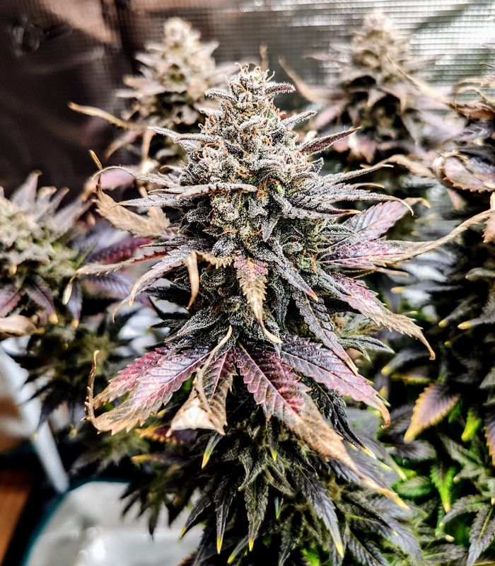 Mimosa