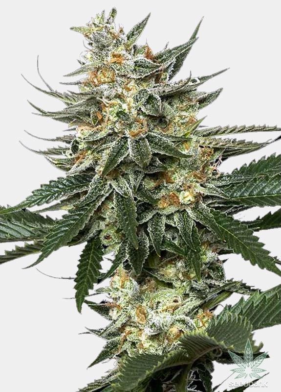 Tangie