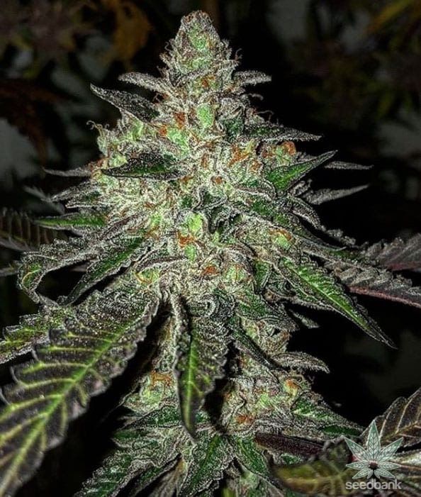 Gelato 33