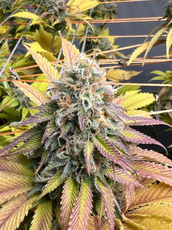 Mimosa Gushers