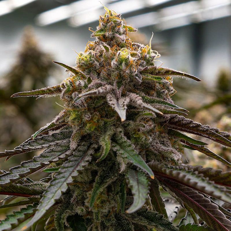 MAC (Miracle Alien Cookies)