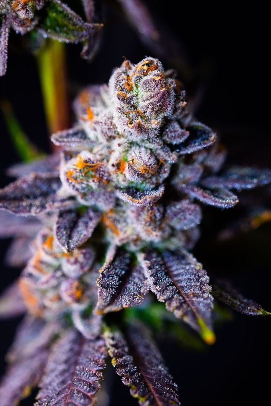 Autoflowering Samen