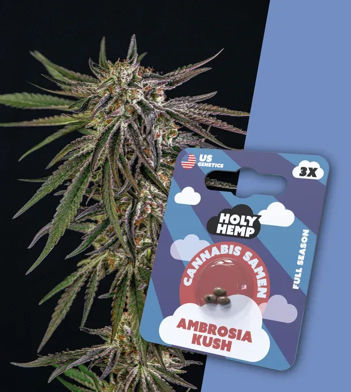 Ambrosia Kush - Cali Seeds