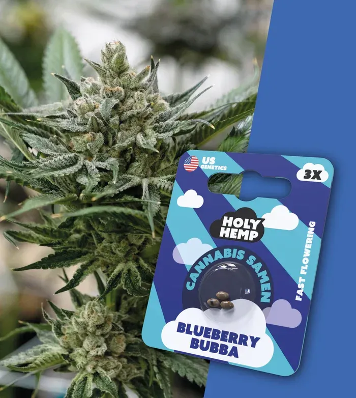 Blueberry Bubba - Cali Seeds