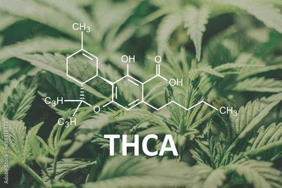 THCA Blüten