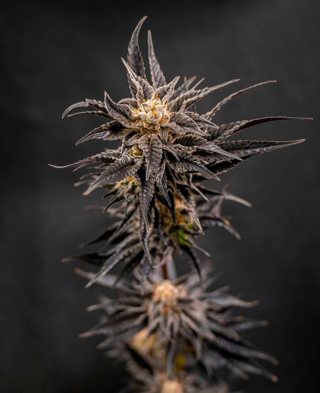 Cannabis Samen