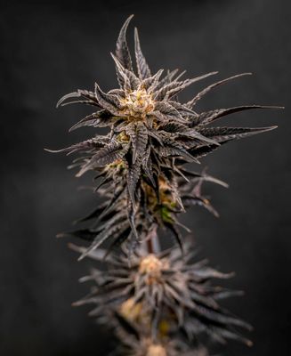 Cannabis Samen