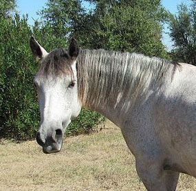 Omolene For Darla Omolene For Darla