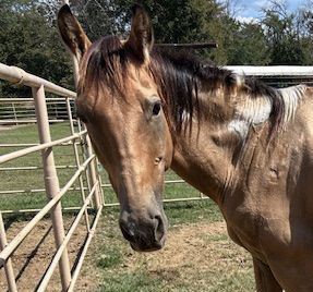 Hay and a Blanket for Mini Force