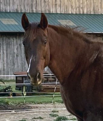 Prascend for Ellie Prascend for Ellie