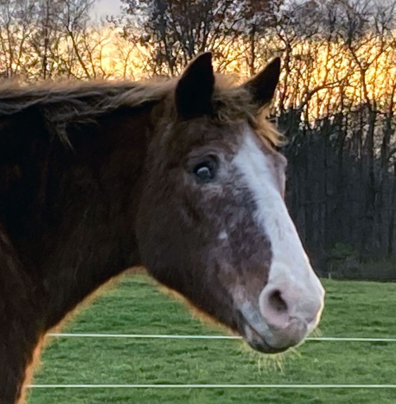 Timothy Pellets for Gomer