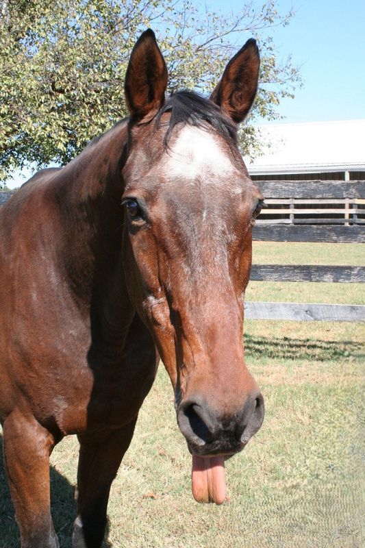 Feed for Jolly Jim and His Friends Feed for Jolly Jim and His Friends