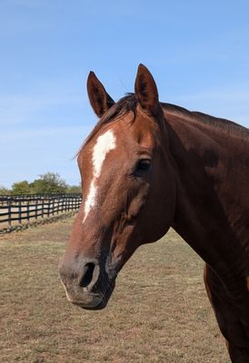Dental Care for Abraham