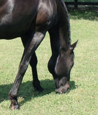 Fly Spray for Voodoo Storm