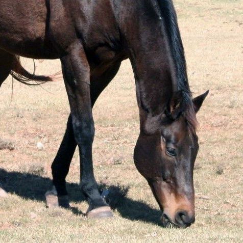Alfalfa for Crypto Gulch