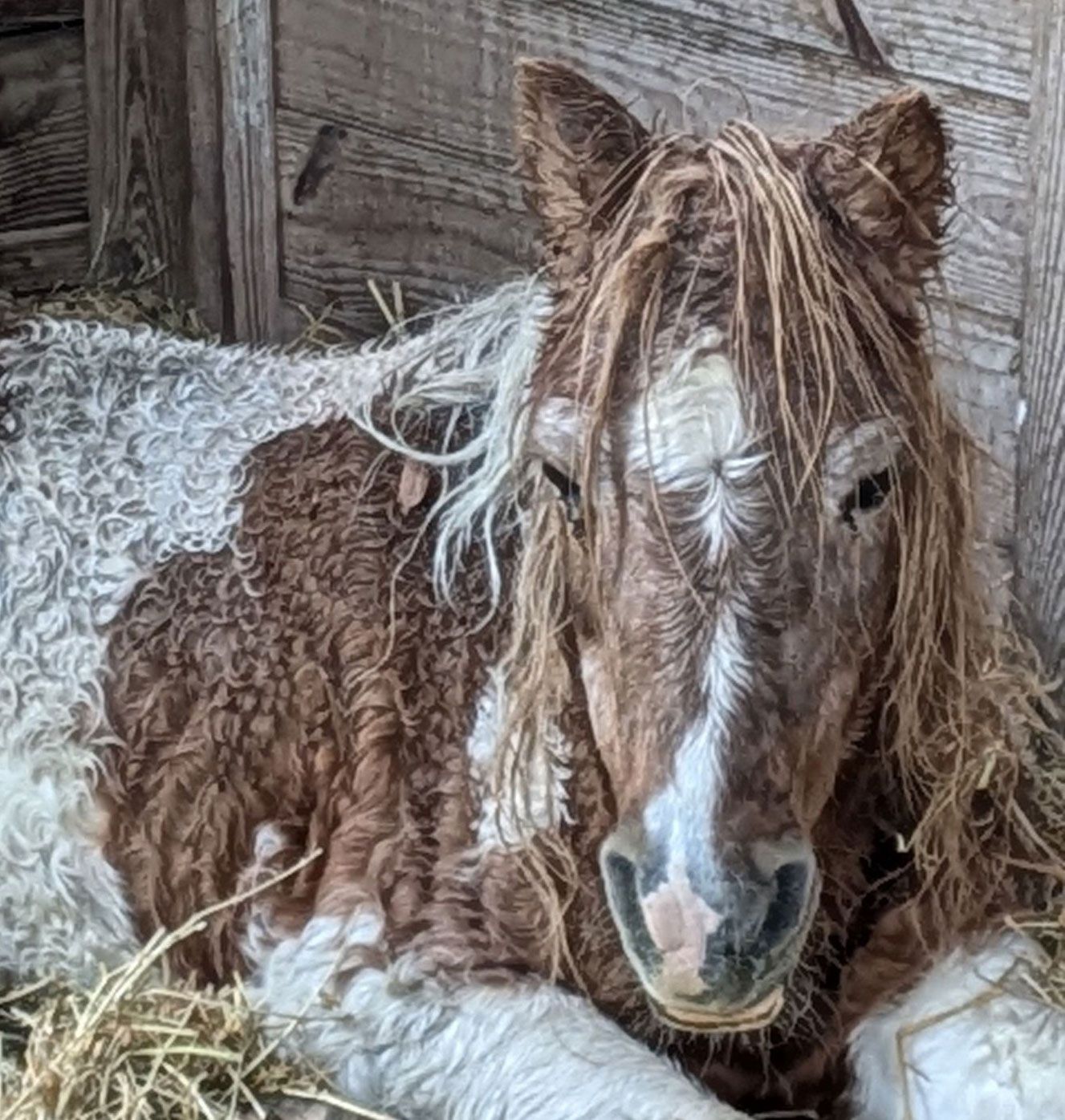 A Rainsheet and Cushings Help for Tonka A Rainsheet and Cushings Help for Tonka