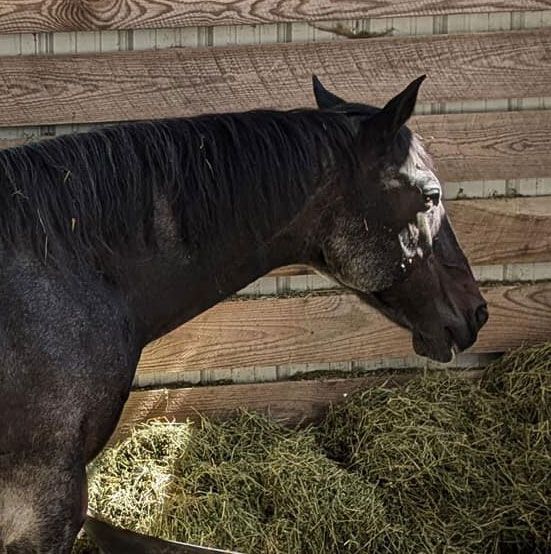 Feed and Silver Honey for Brownie (and Jack)