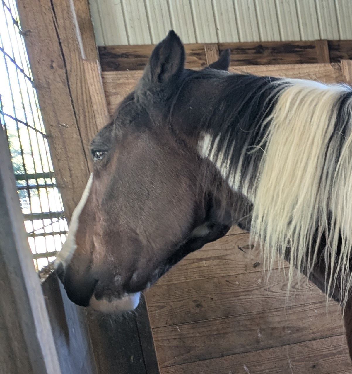 Insulinwise and Vetericyn for Jake