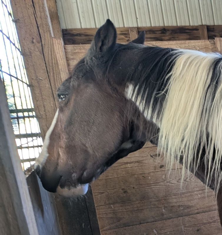 Insulinwise and Vetericyn for Jake Insulinwise and Vetericyn for Jake