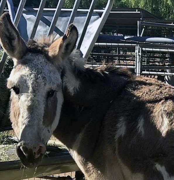 Equishield IBH for Jackie and Her Friends