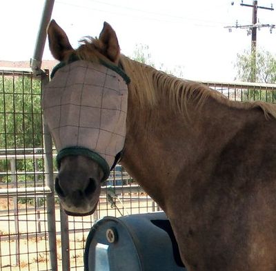 Senior Feed for Hattie and Her Friends Senior Feed for Hattie and Her Friends