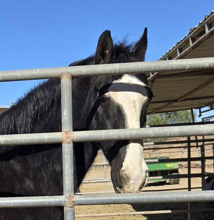 Ivermectin for Jasper and His Friends Ivermectin for Jasper and His Friends