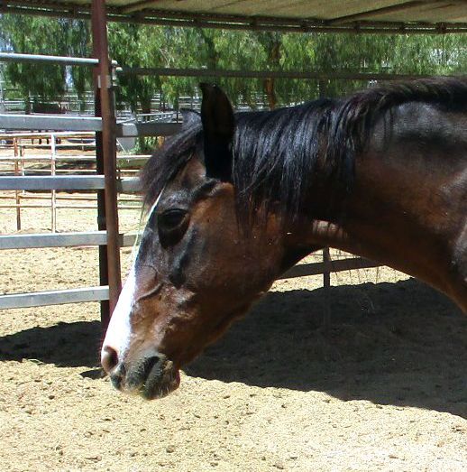 Buckets and Feed Tubs for Rio and His Friends