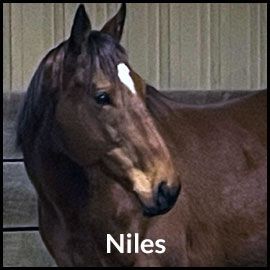 Learn About Special Horses