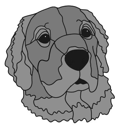 Golden Retriever head #4