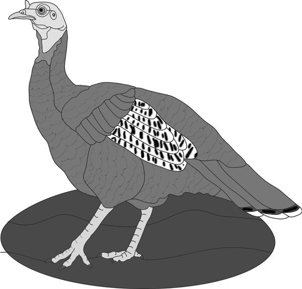 Hen Turkey