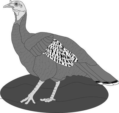 Hen Turkey