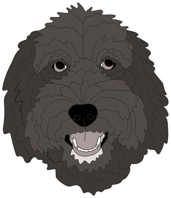 Labradoodle