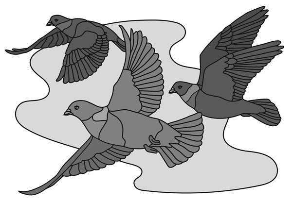 Racing Pigeons