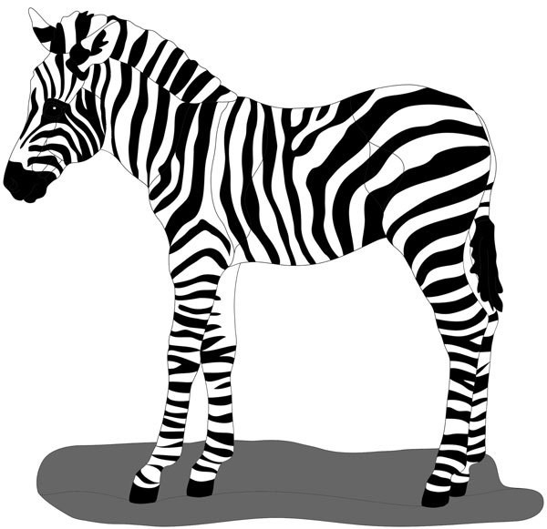 Zebra Colt