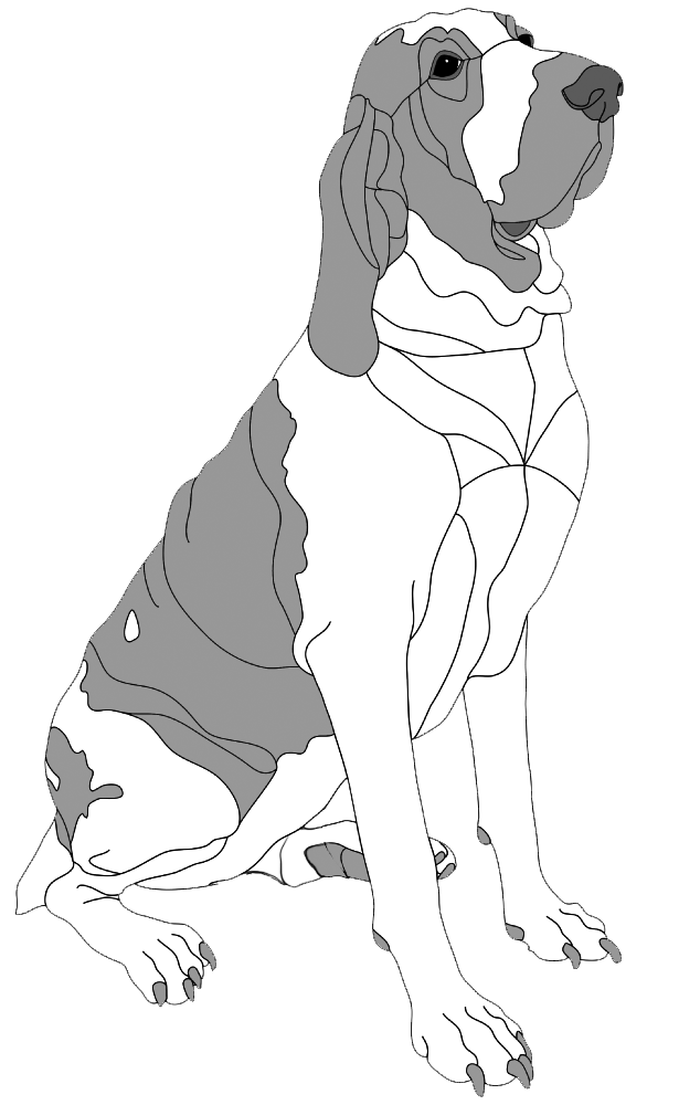 Bracco Italiano