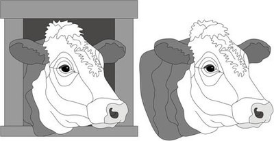 Hereford Cow