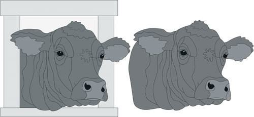 Angus Cow