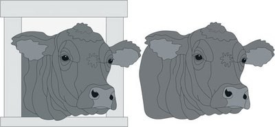 Angus Cow