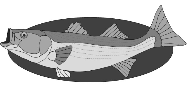 Sea Bass Fish
