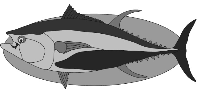 Blue Fin Tuna Fish