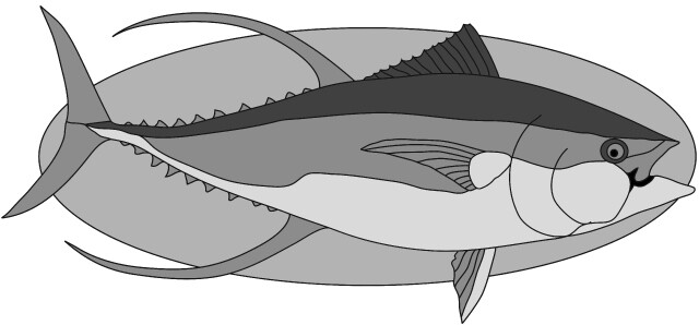 Yellow Fin Tuna Fish