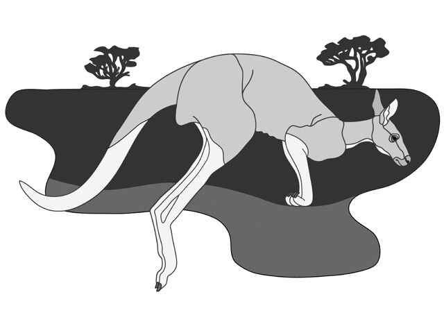 Red Kangaroo