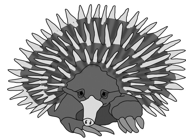 Echidna