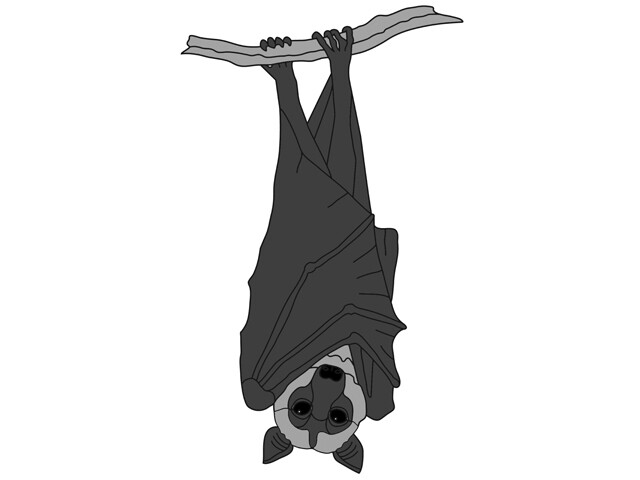 Flying Fox Bat