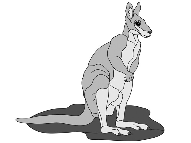 Wallaby